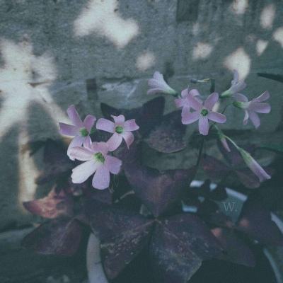 华体会登录手机app下载